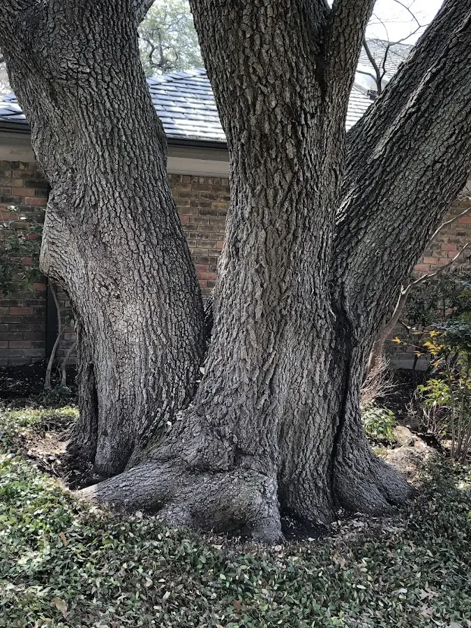Mature heritage tree close to a Cookstown property cared for by certified arborists