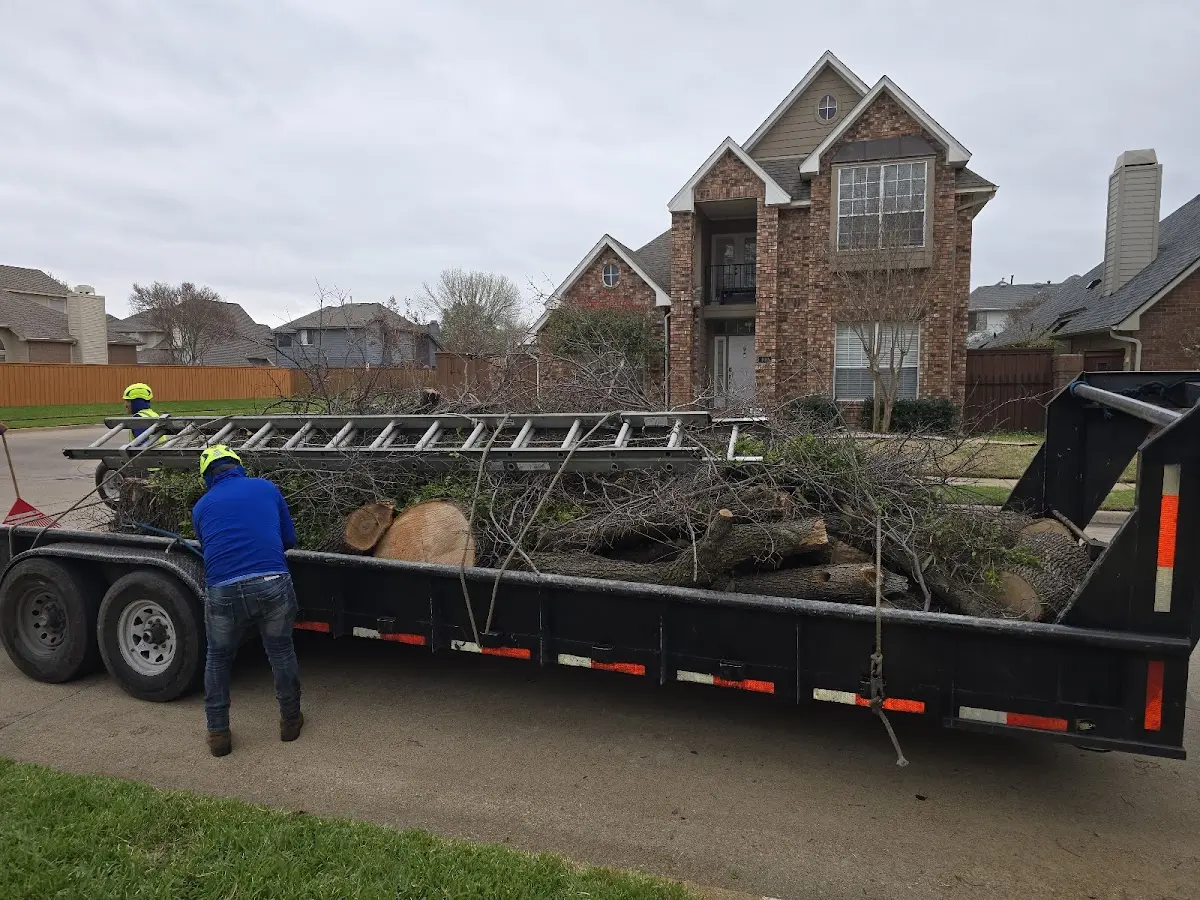 Expert Tree Removal with proper safety equipment in Cookstown